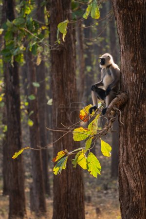 Schwarzfuß-Langur - Semnopithecus hypoleucos, schöne beliebte Primaten aus südasiatischen Wäldern und Wäldern, Nagarahole Tiger Reserve, Indien.