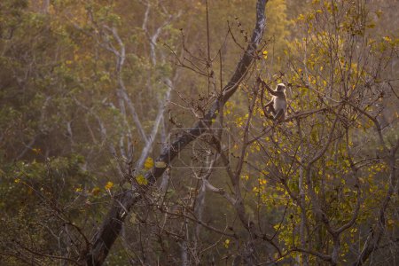 Langur de patas negras - Semnopithecus hypoleucos, hermoso primate popular de los bosques y bosques del sur de Asia, Nagarahole Tiger Reserve, India.