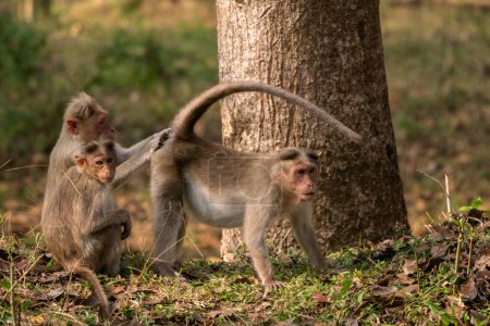 Foto de Bonnet Macaque - Macaca radiata, hermoso primate popular endémico en bosques y bosques del sur y oeste de las Indias, Nagarahole Tiger Reserve. - Imagen libre de derechos
