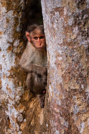Bonnet Macaque - Macaca radiata, magnifique primate populaire endémique dans les forêts et les bois du sud et de l'ouest de l'Inde, réserve de tigres Nagarahole.