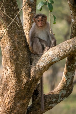 Foto de Bonnet Macaque - Macaca radiata, hermoso primate popular endémico en bosques y bosques del sur y oeste de las Indias, Nagarahole Tiger Reserve. - Imagen libre de derechos