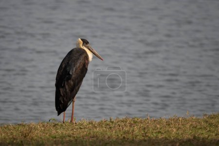Woolly-necked Stork - Ciconia episcopus, large stork for Asian swamps and woodlands, Nagarahole Tiger Reserve, India.