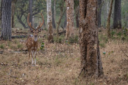 Chital Eje eje, hermoso ciervo de color pequeño de pastizales asiáticos, arbustos y bosques, Nagarahole Tiger Reserve, India.