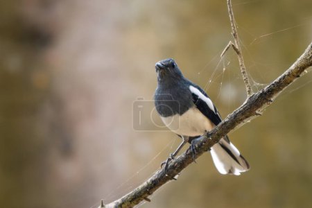 Photo for Oriental Magpie-robin - Copsychus saularis, beautiful black nad white perching bird from Asian woodlands, NAgarahole Tiger Reserve, India. - Royalty Free Image