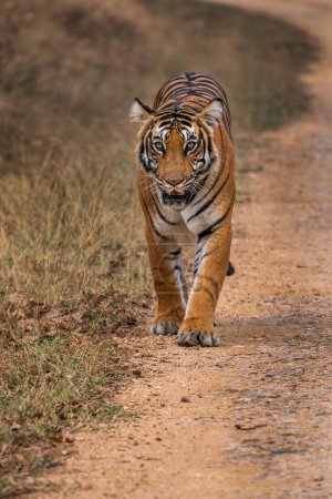 Bengal Tiger - Panthera Tigris tigris, wunderschön gefärbte Großkatze aus südasiatischen Wäldern und Wäldern, Nagarahole Tiger Reserve, Indien.
