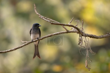 White-bellied Drongo - Dicrurus caerulescens, beautiful black perching bird from Asian bushes and woodlands, Nagarahole Tiger Reserve, India.