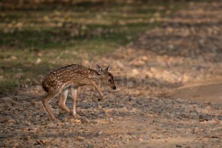 Chital - Axis axis, beautiful colored small deer from Asian grasslands, bushes and forests, Nagarahole Tiger Reserve, India.