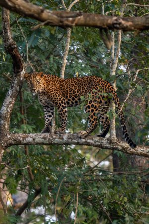 Indischer Leopard - Panthera pardus fusca, wunderschöne ikonische Wildkatze aus südasiatischen Wäldern und Wäldern, Tigerreservat Nagarahole, Indien.