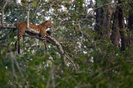 Leopardo indio - Panthera pardus fusca, hermoso gato salvaje icónico de bosques y bosques del sur de Asia, Reserva del Tigre de Nagarahole, India.