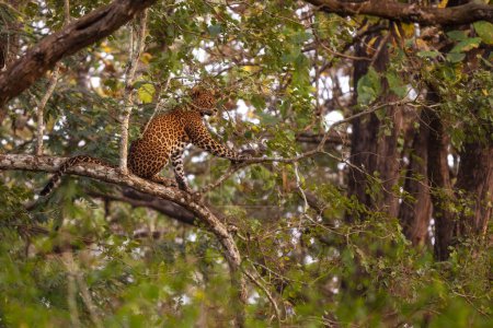 Indian Leopard - Panthera pardus fusca, beautiful iconic wild cat from South Asian forests and woodlands, Nagarahole Tiger Reserve, India.