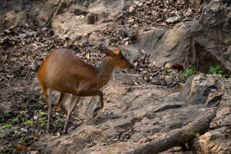 Muntjac rojo meridional Muntiacus muntjak, pequeño ciervo beato del bosque de los bosques y bosques del sudeste asiático, Reserva del tigre de Nagarahole, India.