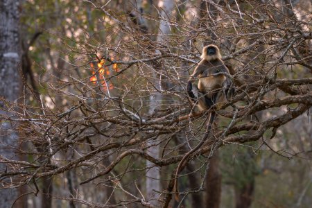 Black-footed Langur - Semnopithecus hypoleucos, beautiful popular primate from South Asian forests and woodlands, Nagarahole Tiger Reserve, India.