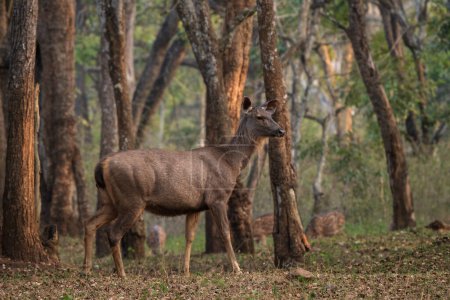 Sambar Deer - Rusa unicolor, großer ikonischer Hirsch aus süd- und südostasiatischen Wäldern und Wäldern, Nagarahole Tiger Reserve, Indien.