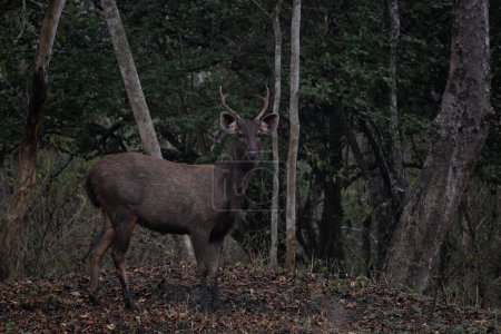 Sambar Deer - Rusa unicolor, large iconic deer from South and Southeast Asian forests and woodlands, Nagarahole Tiger Reserve, India.