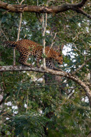 Leopardo indio - Panthera pardus fusca, hermoso gato salvaje icónico de bosques y bosques del sur de Asia, Reserva del Tigre de Nagarahole, India.