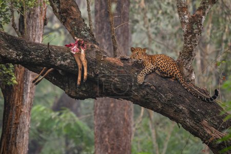 Foto de Leopardo indio - Panthera pardus fusca, hermoso gato salvaje icónico de bosques y bosques del sur de Asia, Reserva del Tigre de Nagarahole, India. - Imagen libre de derechos