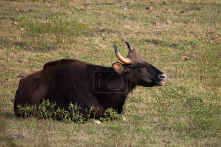 Foto de Gaur indio - Bos gaurus, el ganado salvaje más grande del mundo de los bosques y bosques del sur de Asia, Reserva del Tigre de Nagarahole, India. - Imagen libre de derechos