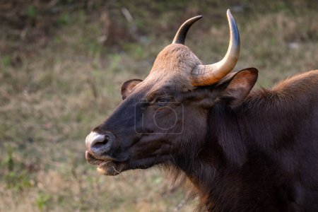 Foto de Gaur indio - Bos gaurus, el ganado salvaje más grande del mundo de los bosques y bosques del sur de Asia, Reserva del Tigre de Nagarahole, India. - Imagen libre de derechos