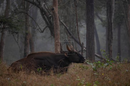 Indian Gaur - Bos gaurus, das größte Wildvieh der Welt aus südasiatischen Wäldern und Wäldern, Nagarahole Tiger Reserve, Indien.