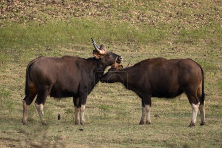 Gaur indio - Bos gaurus, el ganado salvaje más grande del mundo de los bosques y bosques del sur de Asia, Reserva del Tigre de Nagarahole, India.