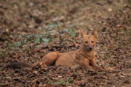Dhole - Cuon alpinus, beautiful iconic Indian Wild Dog from South and Southeast Asian forests and jungles, Nagarahole Tiger Reserve, India.