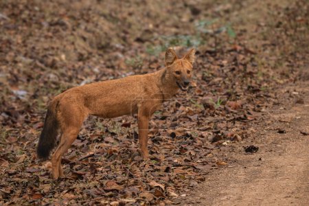 Agujero - Cuon alpinus, hermoso perro salvaje indio icónico de los bosques y selvas del sur y sudeste asiático, Reserva del tigre de Nagarahole, India.
