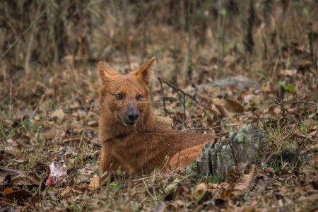 Foto de Agujero - Cuon alpinus, hermoso perro salvaje indio icónico de los bosques y selvas del sur y sudeste asiático, Reserva del tigre de Nagarahole, India. - Imagen libre de derechos