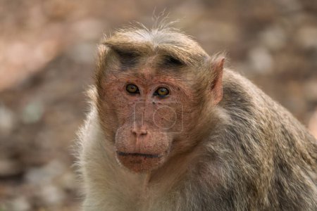 Foto de Bonnet Macaque - Macaca radiata, retrato de un hermoso primate popular endémico en bosques y bosques del sur y oeste de las Indias, Nagarahole Tiger Reserve. - Imagen libre de derechos