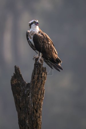 Téléchargez les photos : Balbuzard pêcheur - Pandion haliaetus, magnifique oiseau de proie des lacs et des côtes du monde entier, réserve de tigres Nagarahole, Inde. - en image libre de droit