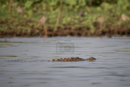 Cocodrilo de pantano Crocodylus palustris, lagarto icónico grande de pantanos, pantanos y lagos del sur de Asia, Reserva de Tigre de Nagarahole, India.