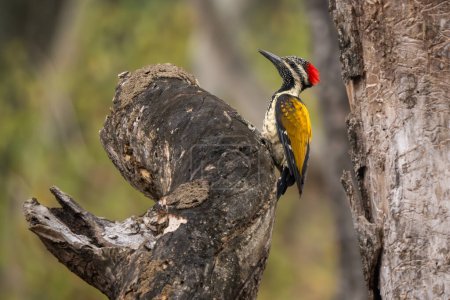 Foto de Flameback - Dinopium benghalense, hermoso pájaro carpintero de color de los bosques del sur de Asia, selvas y bosques, Reserva del Tigre de Nagarahole, India. - Imagen libre de derechos