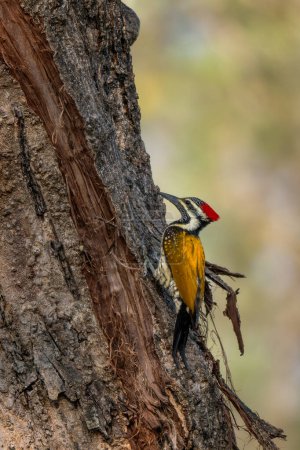 Foto de Flameback - Dinopium benghalense, hermoso pájaro carpintero de color de los bosques del sur de Asia, selvas y bosques, Reserva del Tigre de Nagarahole, India. - Imagen libre de derechos