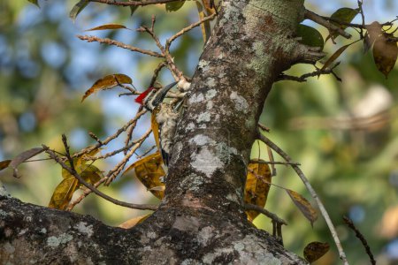 Schwarzrumpf-Flammenrücken - Dinopium benghalense, wunderschöner Buntspecht aus südasiatischen Wäldern, Dschungeln und Wäldern, Nagarahole Tiger Reserve, Indien.