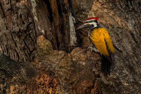 Black-rumped Flameback - Dinopium benghalense, beautiful colored woodpecker from South Asian forests, jungles and woodlands, Nagarahole Tiger Reserve, India.