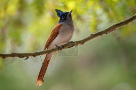 Asian Paradise-flycatcher - Terpsiphone paradisi, beautiful black headed passerine bird from South Asian woodlands and gardens, Nagarahole Tiger Reserve, India.