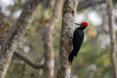 Photo for White-bellied Woodpecker - Dryocopus javensis, beautiful colored woodpecker from South Asian forests, jungles and woodlands, Nagarahole Tiger Reserve, India. - Royalty Free Image