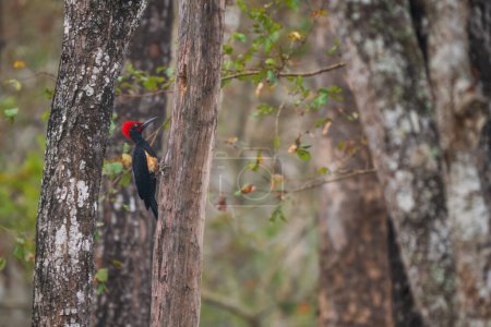 Téléchargez les photos : Pic à ventre blanc - Dryocopus javensis, beau pic de couleur originaire des forêts, jungles et forêts d'Asie du Sud, Réserve du Tigre Nagarahole, Inde. - en image libre de droit