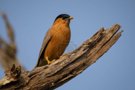 Brahminy Starling - Sturnia pagodarum, beautiful colored perching bird from Asian forests, jungles and bushes, Nagarahole Tiger Reserve, India.