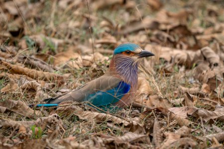 Foto de Indian Roller - Coracias benghalensis, hermoso pájaro icónico de colores de bosques asiáticos, bosques y arbustos, Reserva del Tigre de Nagarahole, India. - Imagen libre de derechos