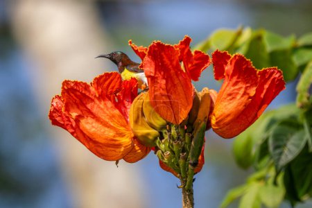 Téléchargez les photos : Sunbird à rousseur pourpre - Leptocoma zeylonica, magnifique petit oiseau perché des forêts et des bois d'Asie, Réserve de tigres Nagarahole, Inde. - en image libre de droit