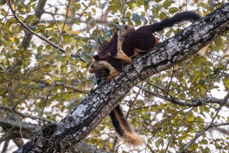 Indisches Riesenhörnchen - Ratufa indica, schönes großes farbiges Eichhörnchen aus südasiatischen Wäldern und Wäldern, Nagarahole Tiger Reserve, Indien.