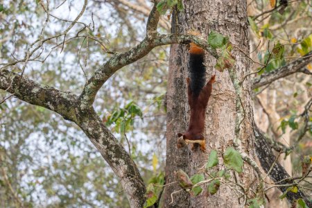 Indian Giant Squirrel - Ratufa indica, beautiful large colored squirrel from South Asian forests and woodlands, Nagarahole Tiger Reserve, India.