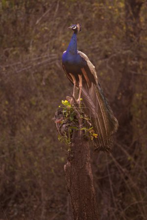 Peafowl indien Pavo cristatus, oiseau de couleur emblématique béatifique des forêts et prairies indiennes, réserve de tigres Nagarahole, Inde.