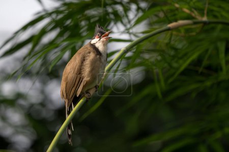 Bulbul moustachu rouge - Pycnonotus jocosus, magnifique oiseau perché de couleur originaire des forêts, buissons et jardins d'Asie du Sud, réserve de tigres Nagarahole, Inde.