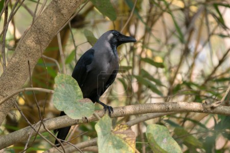 House Crow - Corvus splendens, common black crow from Asian forests and woodlands, Nagarahole Tiger Reserve, India.