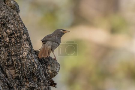 Photo for Jungle Babbler - Argya striata, shy hidden brown perching bird from South Asian forests and woodlands, Nagarahole Tiger Reserve, India. - Royalty Free Image