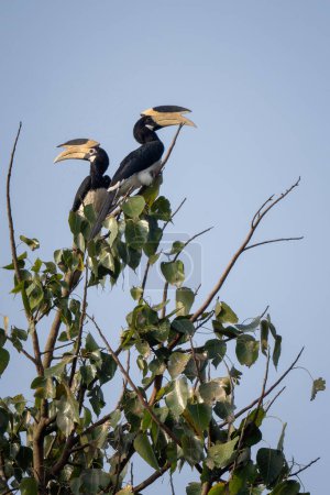 Malabar Pied-hornbill - Anthracoceros coronatus, großer Hornvogel vom indischen Subkontinent, Nagarahole Tiger Reserve, Indien.
