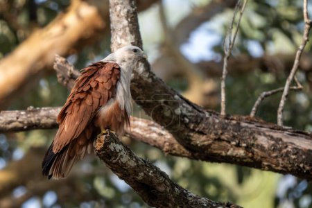 Téléchargez les photos : Cerf-volant Brahminy - Haliastur Indus, magnifique oiseau de proie des bois et des zones humides d'Asie et d'Australie, Réserve de tigres Nagarahole, Inde. - en image libre de droit