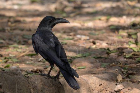 Cuervo de la selva india - Corvus culminatus, gran ave negra encaramada de bosques y bosques del sur de Asia, Reserva del Tigre de Nagarahole, India.