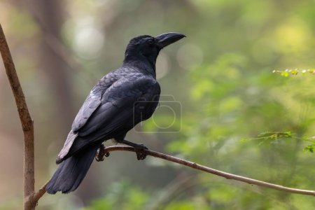 Indian Jungle Crow - Corvus culminatus, großer schwarzer Sitzvogel aus südasiatischen Wäldern und Wäldern, Nagarahole Tiger Reserve, Indien.